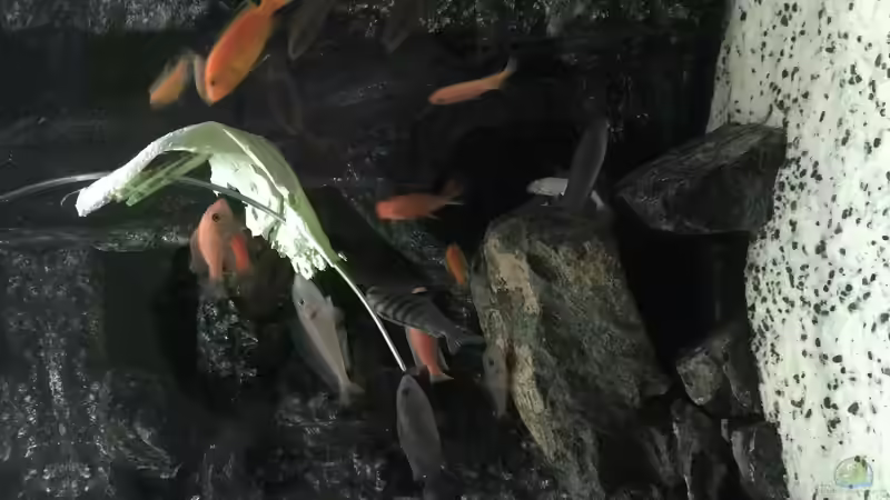 Besatz im Aquarium Voralpen Afrika von Tobias Sanktjohanser (35)