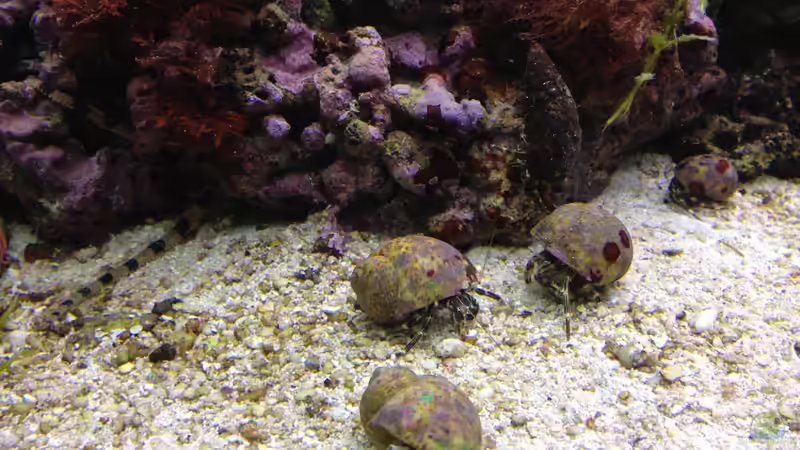 Besatz im Aquarium Vulcano Reef von Thomas Schneider (10)