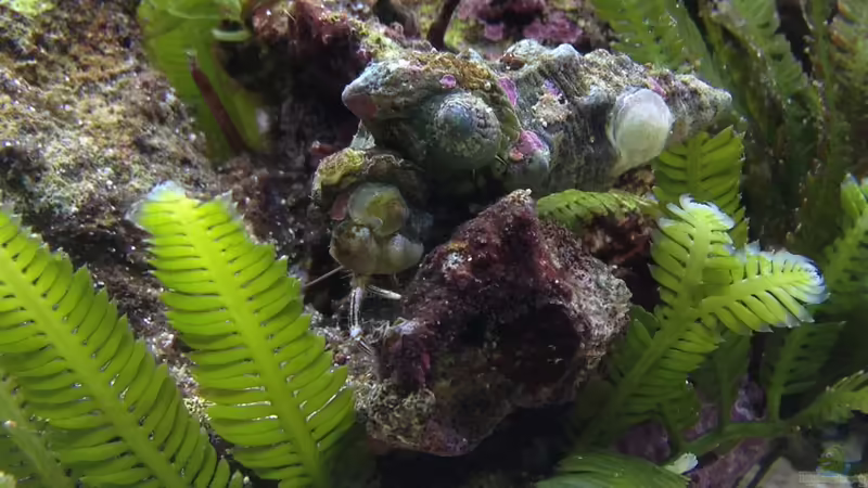 Besatz im Aquarium Vulcano Reef von Thomas Schneider (12)