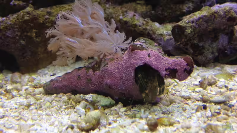 Besatz im Aquarium Vulcano Reef von Thomas Schneider (14)