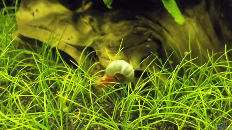 Besatz im Aquarium Waldlichtung von Arle (10)