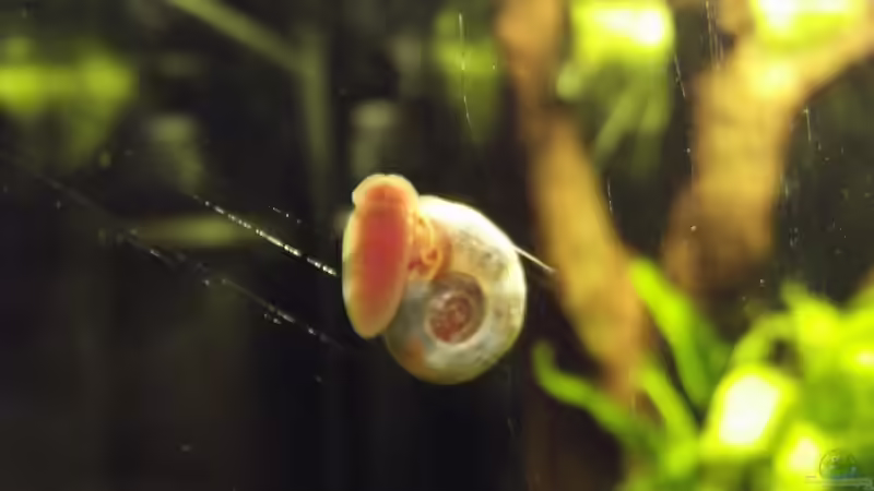 Besatz im Aquarium Waldlichtung von Arle (12)