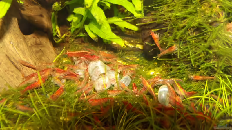 Besatz im Aquarium Waldlichtung von Arle (8)