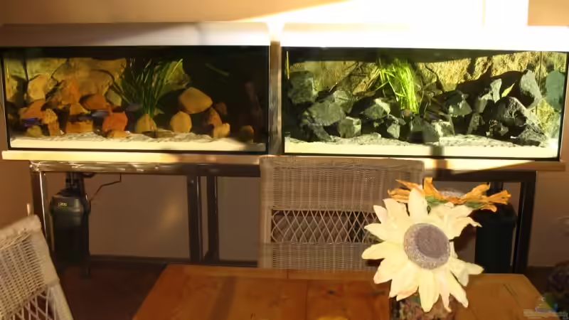 Besatz im Aquarium Walhall von T H O R (39)