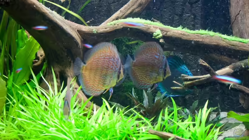 Besatz im Aquarium Walking on a (Discus-) dream von Kiera&Hannes (5)