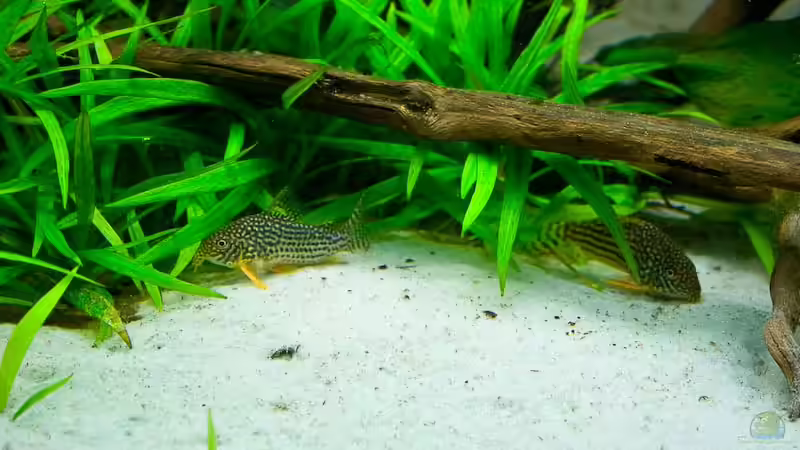 Besatz im Aquarium Walking on a (Discus-) dream von Kiera&Hannes (8)