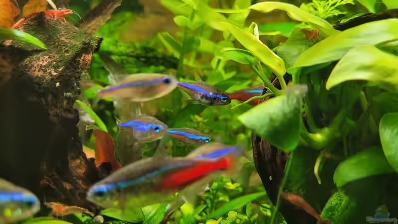 Besatz im Aquarium Wandelbecken von KleinerFisch (17)