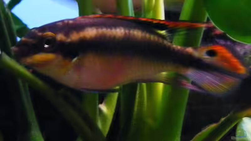 Besatz im Aquarium Wasserfall-Biotop(nur noch als Beispiel) von Falk (33)