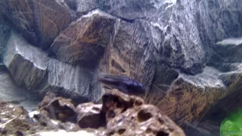 Besatz im Aquarium Waterhome von Gladbacherfohlen86 (25)