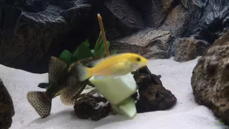 Besatz im Aquarium Waterhome von Gladbacherfohlen86 (27)