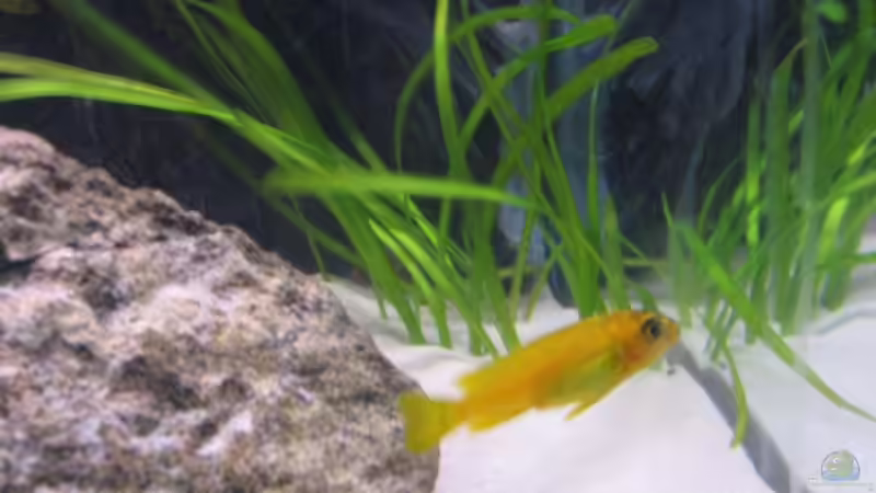 Besatz im Aquarium Waterhome von Gladbacherfohlen86 (30)