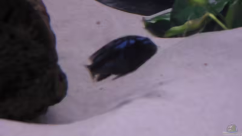 Besatz im Aquarium Waterhome von Gladbacherfohlen86 (31)