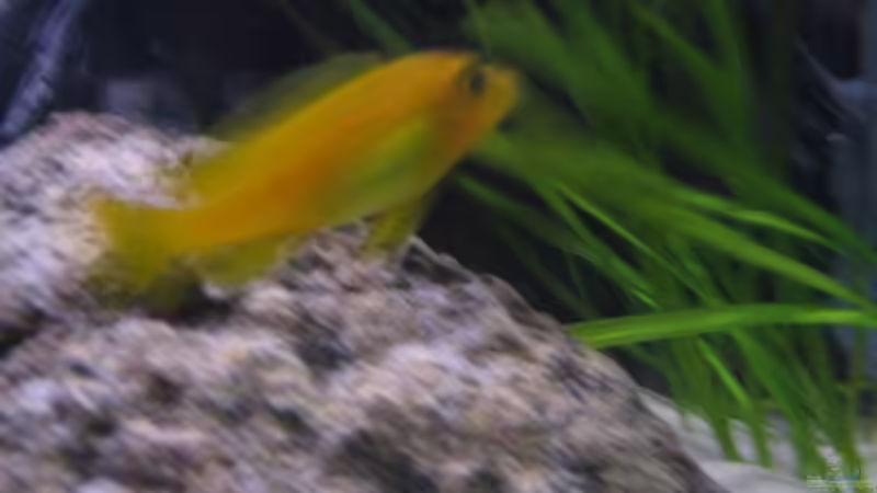 Besatz im Aquarium Waterhome von Gladbacherfohlen86 (32)