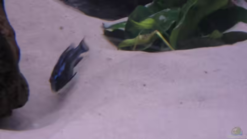 Besatz im Aquarium Waterhome von Gladbacherfohlen86 (33)