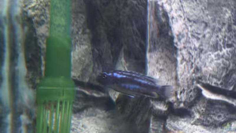 Besatz im Aquarium Waterhome von Gladbacherfohlen86 (35)