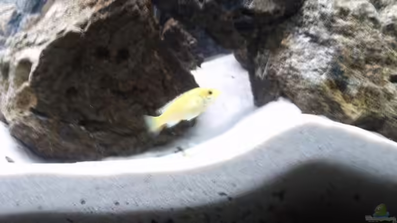 Besatz im Aquarium Waterhome von Gladbacherfohlen86 (37)