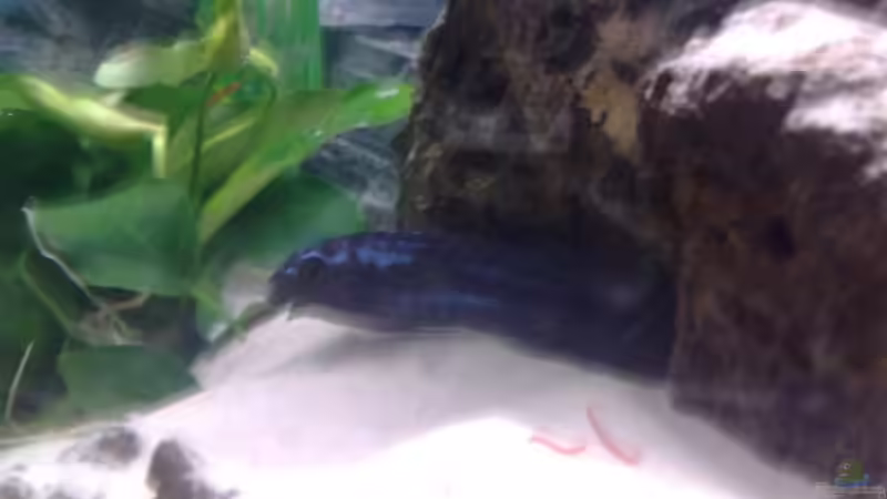 Besatz im Aquarium Waterhome von Gladbacherfohlen86 (38)