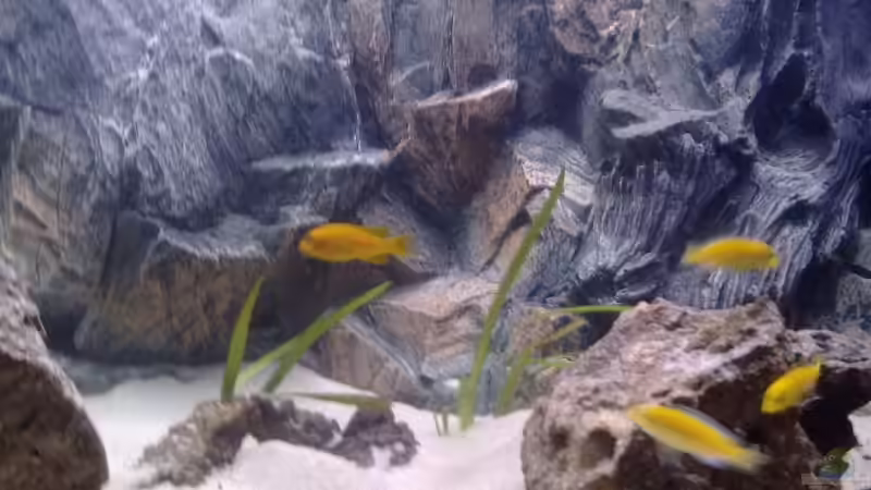 Besatz im Aquarium Waterhome von Gladbacherfohlen86 (39)
