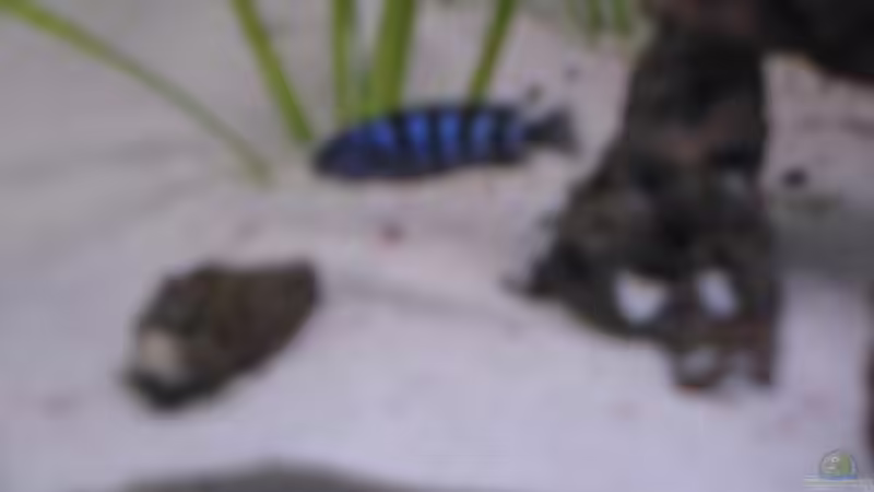 Besatz im Aquarium Waterhome von Gladbacherfohlen86 (50)