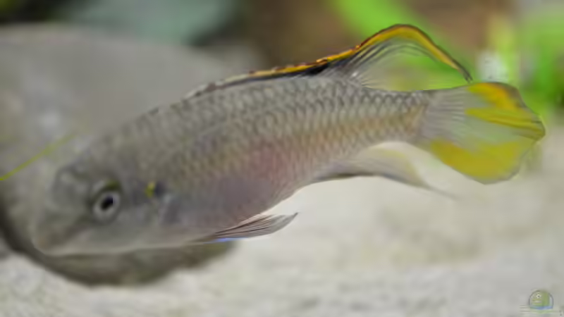 Besatz im Aquarium Waterworld von gefjon (25)