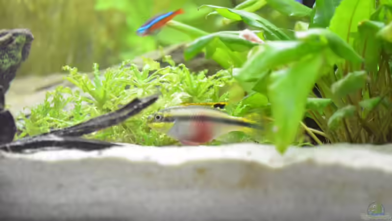 Besatz im Aquarium Waterworld von gefjon (26)