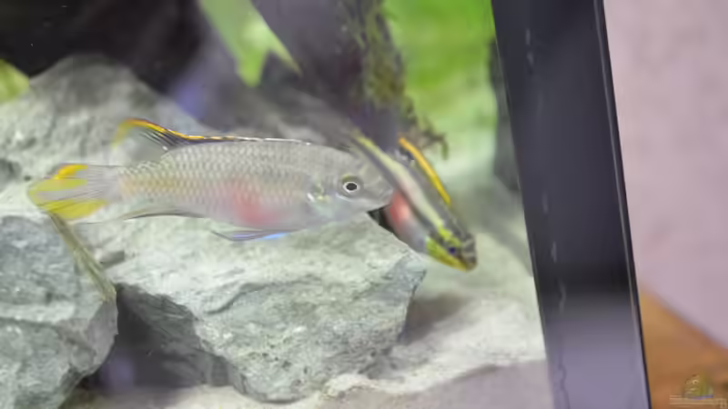 Besatz im Aquarium Waterworld von gefjon (27)