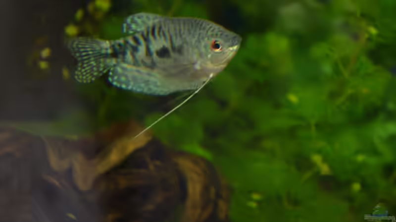 Besatz im Aquarium Waterworld von gefjon (32)