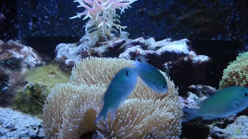 Besatz im Aquarium Weiße Perle von Seadiver (2)