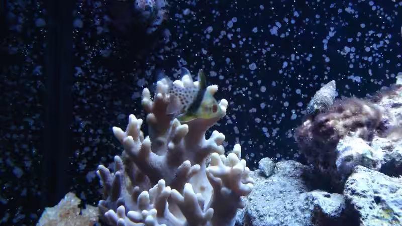 Besatz im Aquarium Weiße Perle von Seadiver (3)