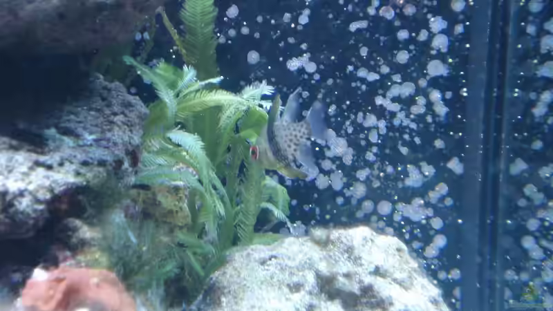 Besatz im Aquarium Weiße Perle von Seadiver (4)