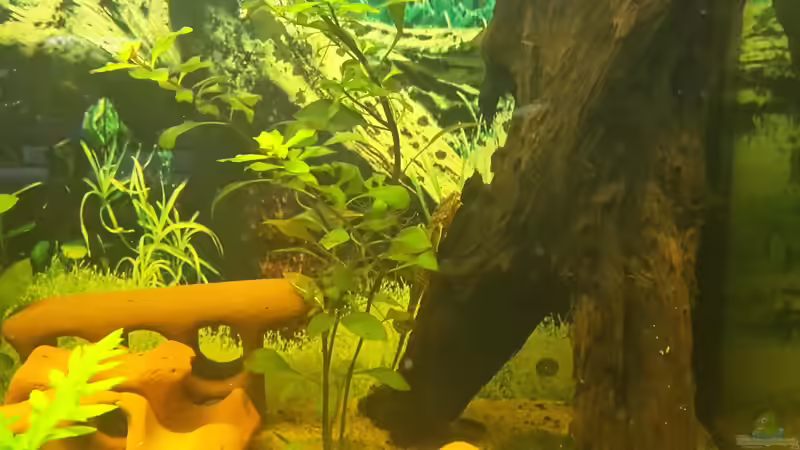 Besatz im Aquarium Welsbecken 400Liter von Tanja F. (12)