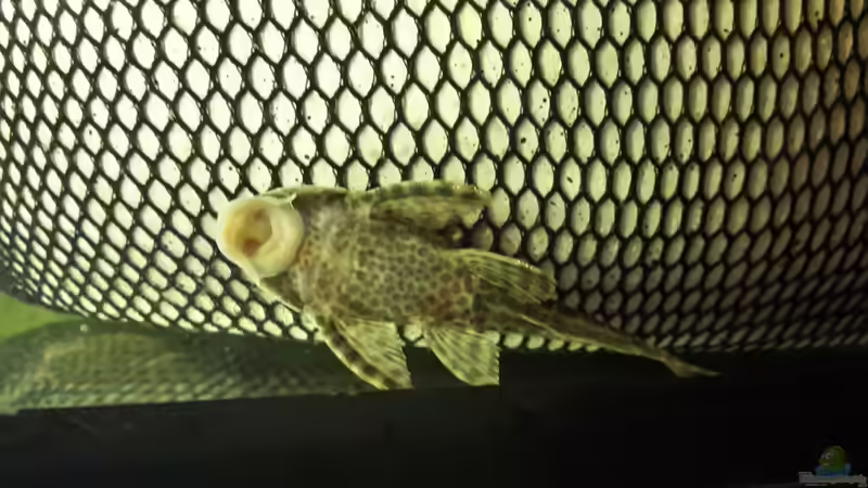 Besatz im Aquarium Welsbecken 400Liter von Tanja F. (14)