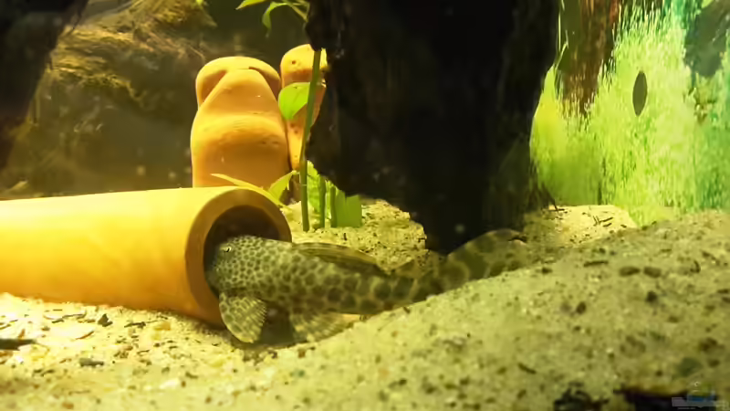 Besatz im Aquarium Welsbecken 400Liter von Tanja F. (15)