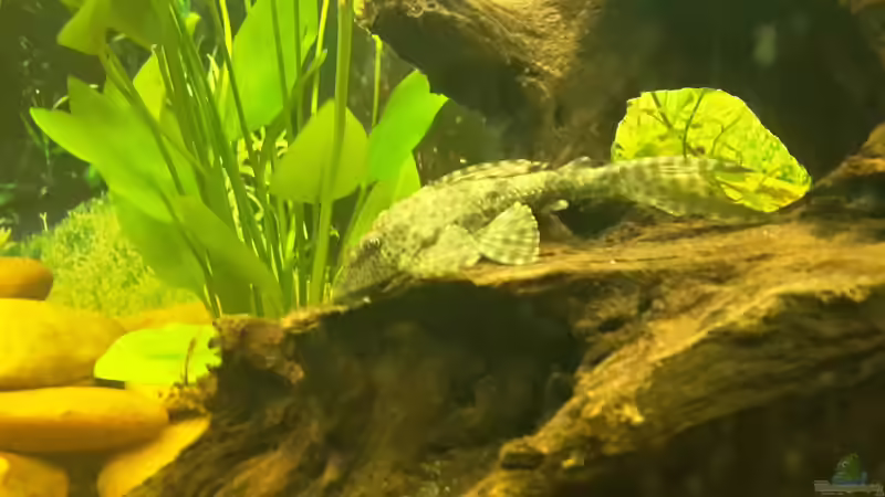 Besatz im Aquarium Welsbecken 400Liter von Tanja F. (17)