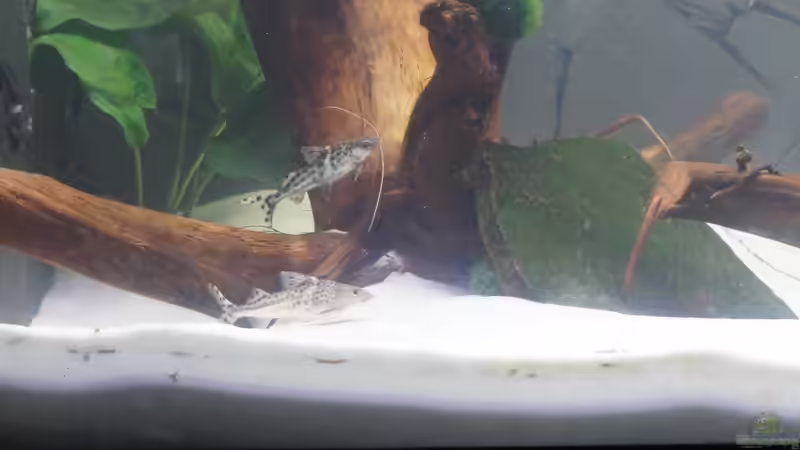 Besatz im Aquarium Welspenthouse von Pakel Arif (3)