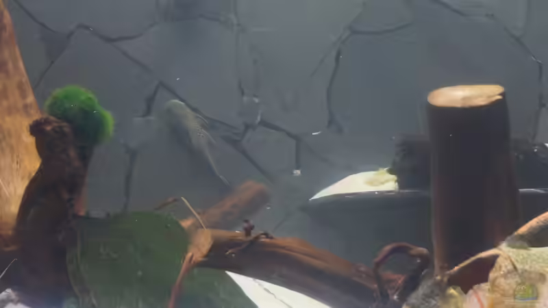 Besatz im Aquarium Welspenthouse von Pakel Arif (4)