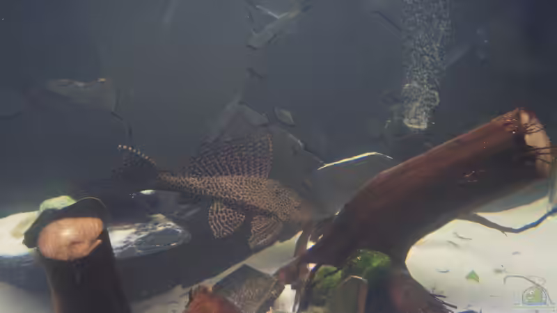 Besatz im Aquarium Welspenthouse von Pakel Arif (5)