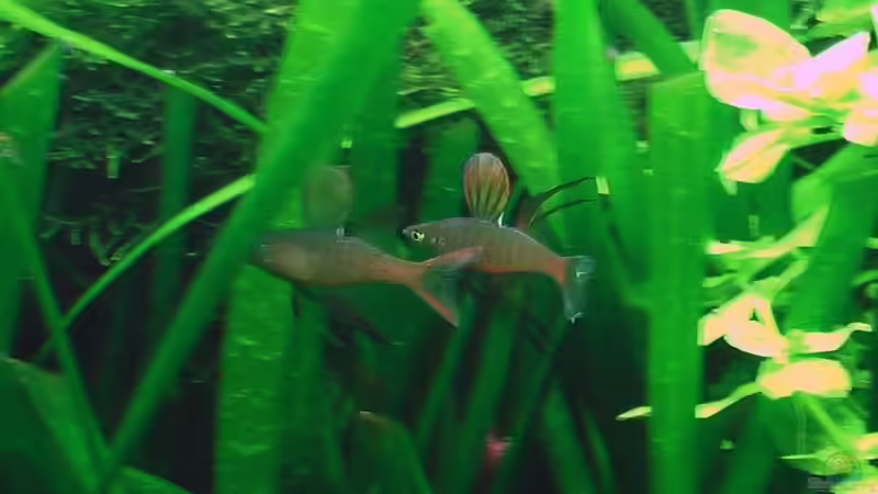 Besatz im Aquarium Werneris wilde Welt von Olli N. (22)