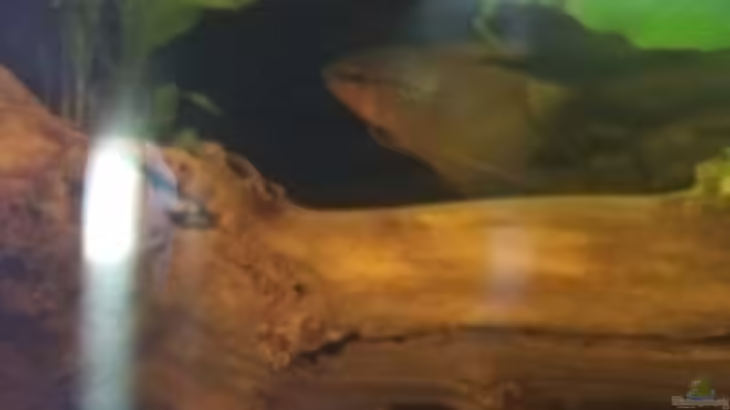 Besatz im Aquarium West- Zentralafrika in Aachen von Tiburón (45)