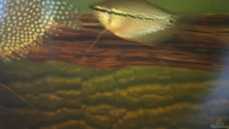 Besatz im Aquarium West- Zentralafrika in Aachen von Tiburón (47)