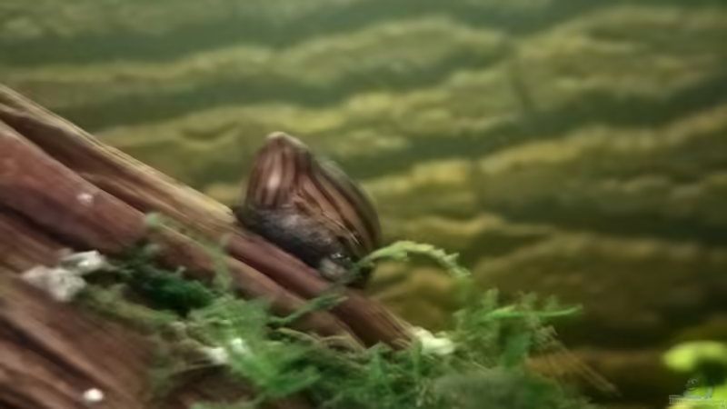 Besatz im Aquarium West- Zentralafrika in Aachen von Tiburón (51)