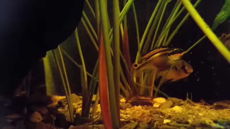 Besatz im Aquarium West- Zentralafrika in Aachen von Tiburón (52)