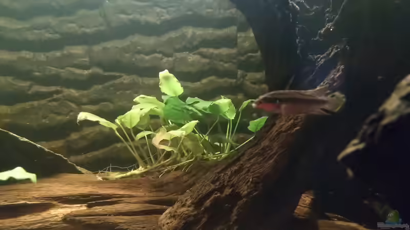 Besatz im Aquarium West- Zentralafrika in Aachen von Tiburón (53)