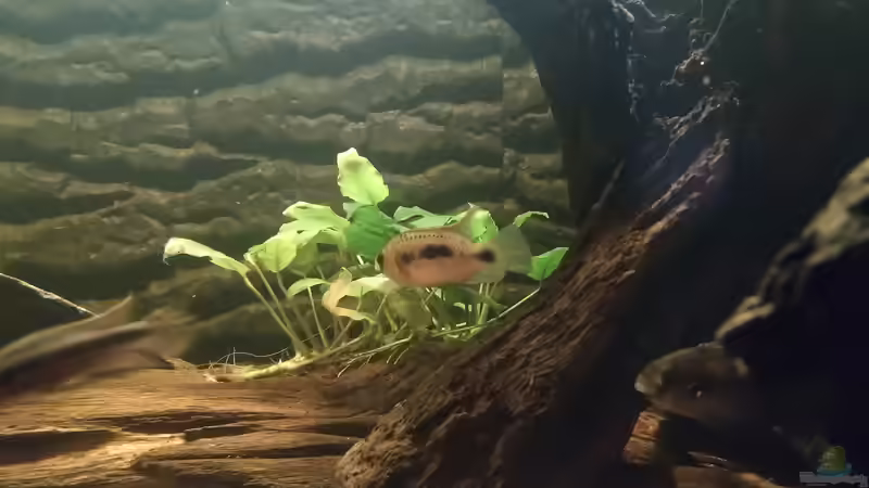 Besatz im Aquarium West- Zentralafrika in Aachen von Tiburón (54)