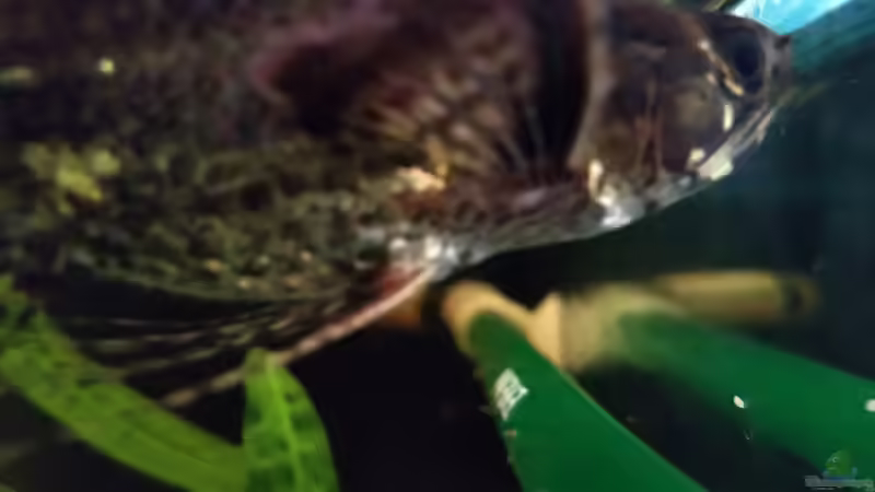 Besatz im Aquarium West- Zentralafrika in Aachen von Tiburón (56)