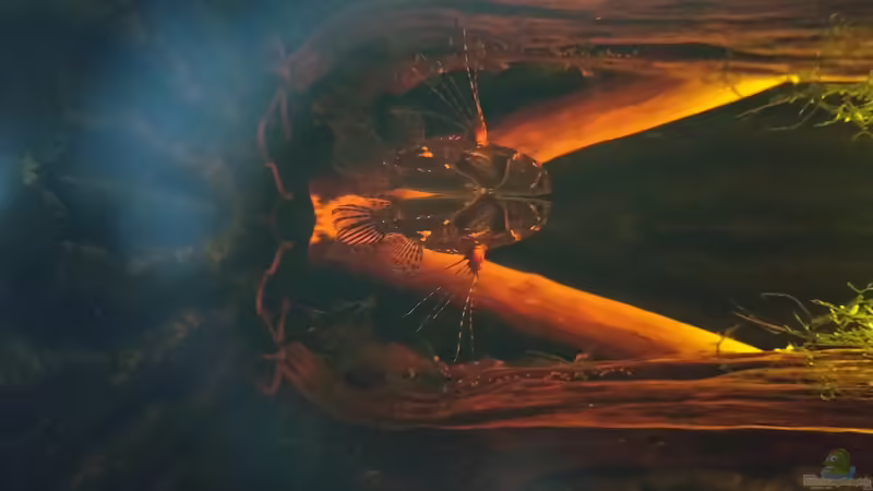 Besatz im Aquarium West- Zentralafrika in Aachen von Tiburón (58)