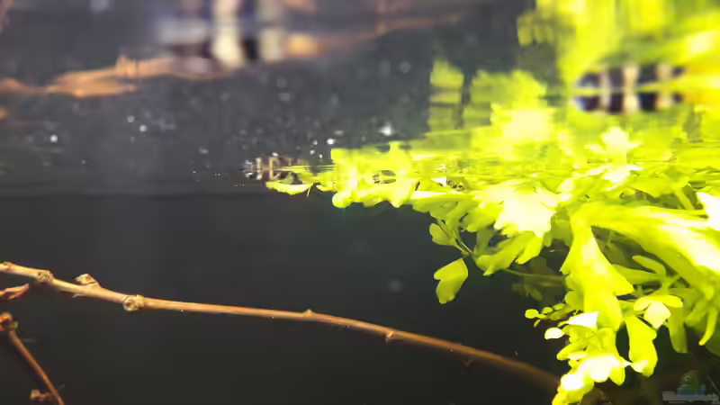 Besatz im Aquarium West Afrika von Fichte (10)