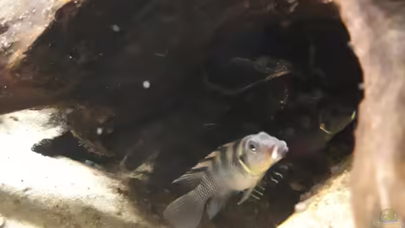 Besatz im Aquarium West Afrika von Fichte (7)