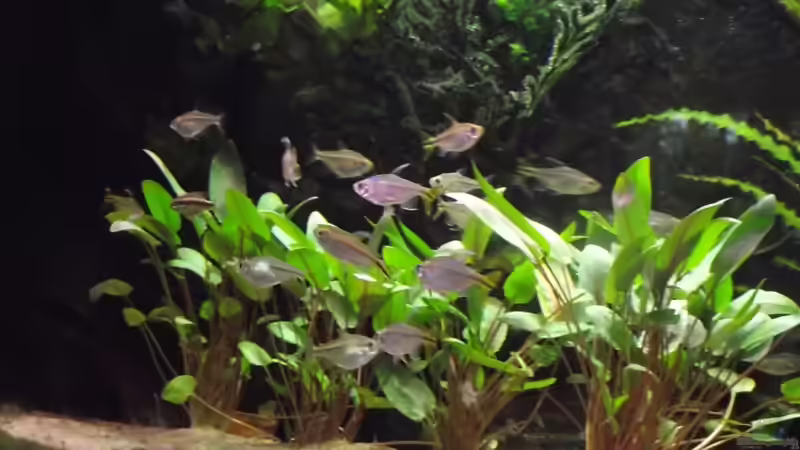 Besatz im Aquarium Westafrika-Style (aufgelöst) von Dr. Manhattan (48)