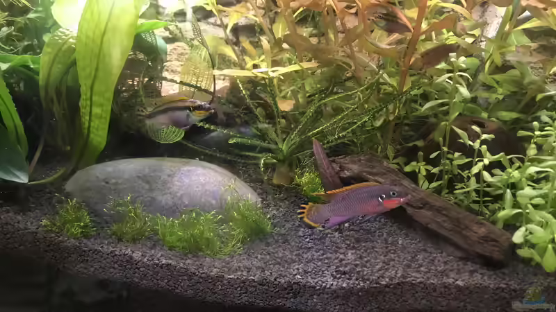 Besatz im Aquarium Westafrika von Tim1979 (36)